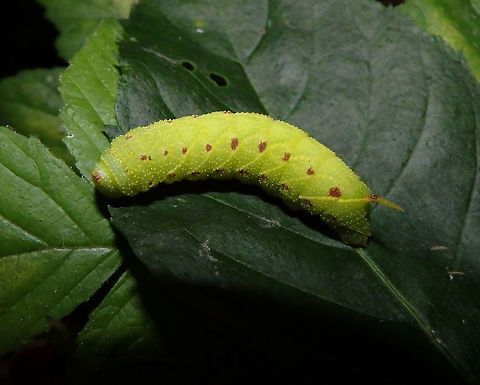 Eyed- Hawk Moth Caterpillar Zoete Waters, Oud-Heverlee, Belgium (Nov 2015)
http://www.lepiforum.de/lepiwiki.pl?Smerinthus_Ocellata  
This was a quite unique finding because it was also late in the year, or so we thought, for caterpillars. 
We have not yet seen the adult although it is mentioned in several parts of Belgium. I guess they mimetize very well. We found the caterpillar in bushes of a woody-marshy are next to the lakes. Belgium,Eyed hawk-moth,Fall,Geotagged,Smerinthus ocellatus