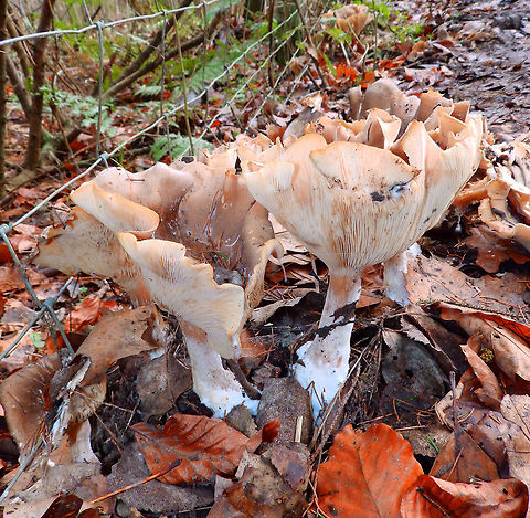 Giant Funnel As its common names imply, the fruit body, or mushroom, can become quite large—the cap reaches diameters of up to 40 cm (16 in). It has a white or pale cream cap, and is funnel-shaped when mature, with the gills running down the length of the stem.
Habitat:
Meerdaelbos, Oud Heverlee. Forest floors.  Belgium,Geotagged,Leucopaxillus giganteus,Winter