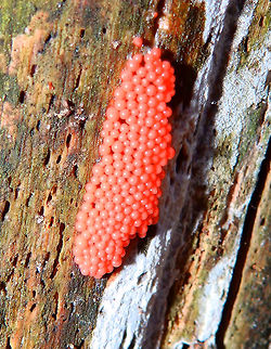 Slime mould  Trichia decipiens Meerdaelbos, Belgium (Dec 2014).
https://en.wikipedia.org/wiki/Trichia_decipiens  Belgium,Geotagged,Trichia decipiens,Winter