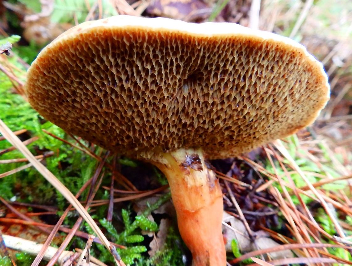 Jersey cow mushroom - Suillus bovinus Meerdaelbos, Belgium (Oct 2014).<br />
The cap of Suillus bovinus is initially convex, then flat with a wavy margin and a grey-yellow in colour. The flesh is whitish or yellowish and the pores are irregular and grey- to olive-yellow and generally decurrent to the 4–6 cm tall stem, which is a similar colour to the cap and smaller towards the base. The flesh is very spongy and foam rubber like to the extent that it is often possible to bend the cap double without breaking it. Belgium,Fall,Geotagged,Suillus bovinus