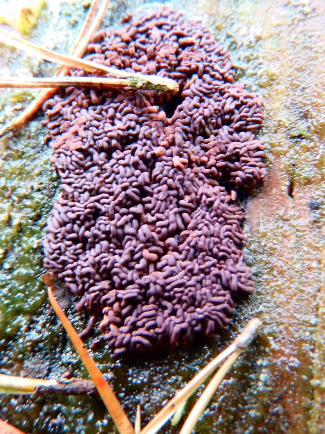 Arcyria slime mould Meerdaelbos, Belgium (Oct 2014).<br />
Arcyria is a genus of Amoebozoa. The Amoebozoa are a major group of amoeboid protozoa, including the majority that move by means of internal cytoplasmic flow. Their pseudopodia are characteristically blunt and finger-like, called lobopodia. Most are unicellular, and are common in soils and aquatic habitats, with some found as symbiotes of other organisms, including several pathogens. The Amoebozoa also include the slime moulds, multinucleate or multicellular forms that produce spores and are usually visible to the unaided eye. Amoebozoa vary greatly in size. Many are only 10&ndash;20 &mu;m in size, but they also include many of the larger protozoa. The famous species Amoeba proteus may reach 800 &mu;m in length, and partly on account of its size is often studied as a representative cell. Multinucleate amoebae like Chaos and Pelomyxa may be several millimetres in length, and some slime moulds cover several square feet.<br />
Habitat:<br />
Growing on the bark of a dead tree. Woodlands, Meerdaelbos, Belgium. Arcyria affinis,Belgium,Fall,Geotagged