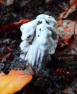 White saddle Meerdaelbos, Belgium (Oct, 2014).
https://waarnemingen.be/species/16458/photos/?
 Belgium,Fall,Geotagged,Helvella crispa,White Saddle