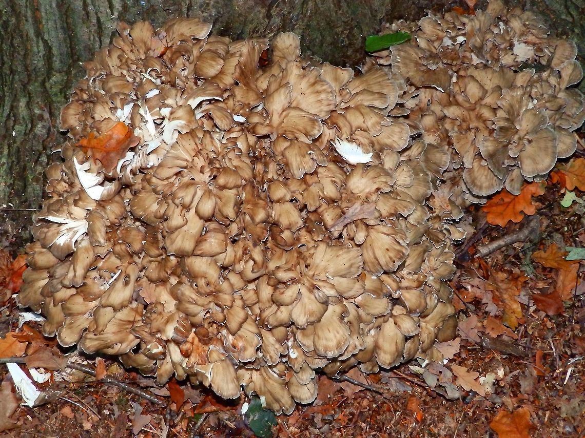 Hen-of-the-woods Grifola frondosa Arenbergbos, Heverlee, Belgium (Oct 2014).<br />
Another massive, messy-looking mushroom, much bigger than my foot. G. frondosa grows from an underground tuber-like structure known as a sclerotium, about the size of a potato. The fruiting body, occurring as large as 100 cm, is a cluster consisting of multiple grayish-brown caps which are often curled or spoon-shaped, with wavy margins and 2–7 cm broad. The undersurface of each cap bears approximately one to three pores per millimeter, with the tubes rarely deeper than 3 mm. The milky-white stipe (stalk) has a branchy structure and becomes tough as the mushroom matures. Belgium,Fall,Geotagged,Grifola frondosa,Maitake