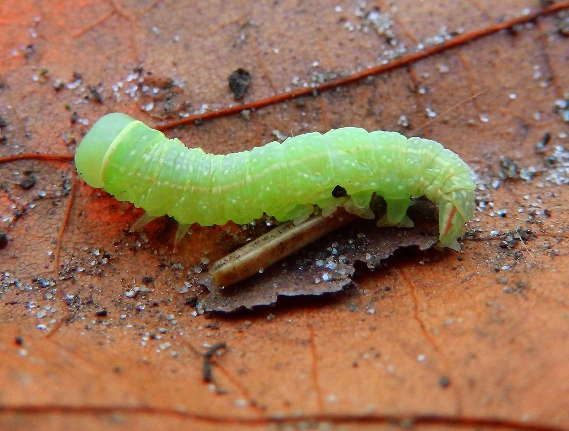 Green Silver-lines Moth (caterpillar) - Pseudoips prasinana Arenbergbos, Heverlee, Belgium (Dec 2013).<br />
The feet have red bands at the back and you can even see one of her tiny black eyes at the side of the head.<br />
 Belgium,Fall,Geotagged,Green Silver-lines,Pseudoips prasinana