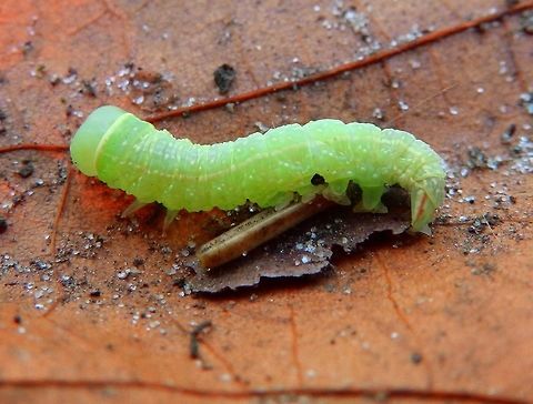 Green Silver-lines Moth (caterpillar) - Pseudoips prasinana Arenbergbos, Heverlee, Belgium (Dec 2013).
The feet have red bands at the back and you can even see one of her tiny black eyes at the side of the head.
 Belgium,Fall,Geotagged,Green Silver-lines,Pseudoips prasinana