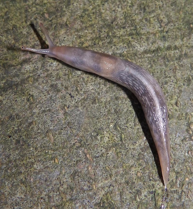 Tree Slug Heverleebos, Belgium (dec 2013).<br />
The body is nearly transparent, fairly long and narrow, with a marked keel. The keel looks lighter than the remaining body against the darker innards. In contrast to other carnivorous slugs, L. marginata eats lichen, algae and mushrooms, and will only eat other dead slugs if no other food is available. Belgium,Fall,Geotagged,Lehmannia marginata