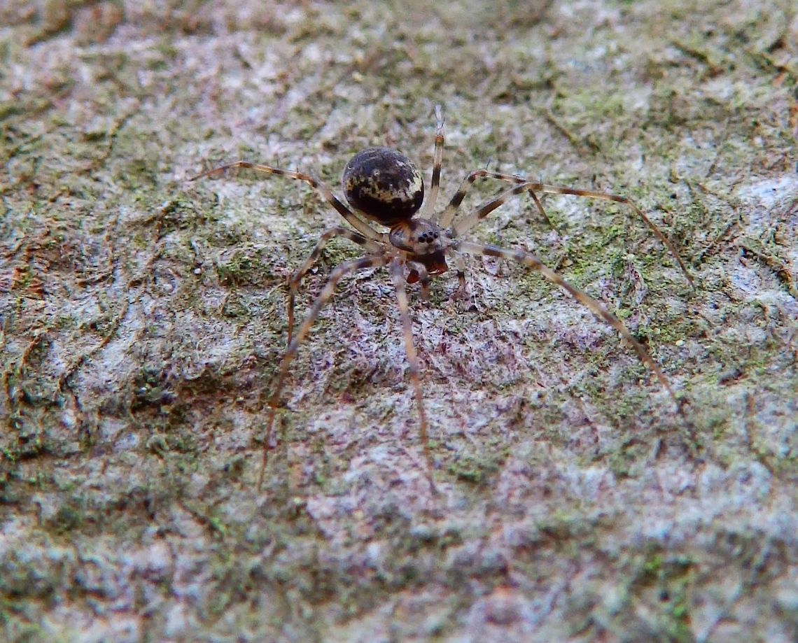 Drapetisca spider Heverleebos, Belgium (2013).<br />
Even among the diminutive spiders in this family, this is a very small species with a body length (excluding legs) of just 3 mm. It is usually found motionless on its delicate web, built on the trunk of a tree, where its mottled body and banded legs, allied to its tiny size, make it very difficult to see (giving it the common name invisible spider). Belgium,Drapetisca socialis,Fall,Geotagged