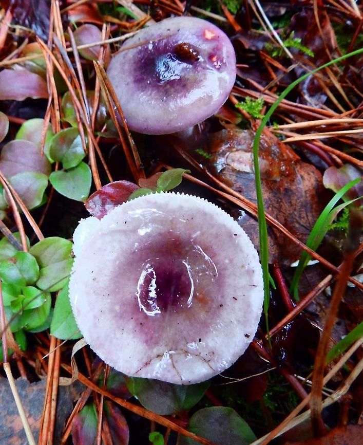 Russula Mushroom Meerdaelbos, Belgium (Oct 2013).<br />
http://www.rogersmushrooms.com/gallery/DisplayBlock~bid~6077~gid~~source~gallerydefault.asp<br />
    Belgium,Fall,Geotagged,Russula turci
