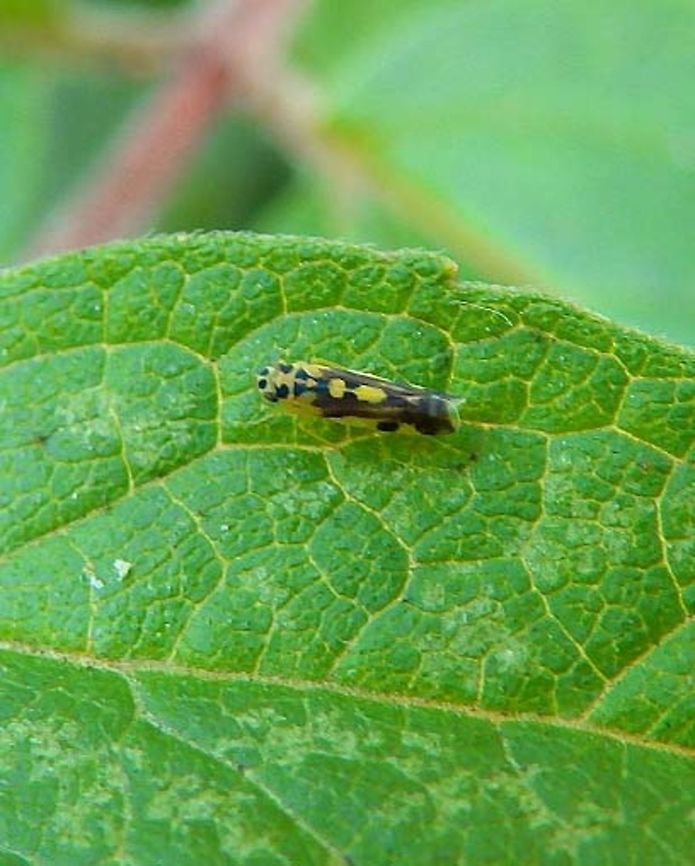 Potato Leafhopper - Eupteryx aurata Heverlee, Belgium (Aug, 2013).<br />
A few milimeters only. Yellow with strong dark markings and a pale &#039;hour-glass&#039; on the top of the forewings; the markings can be reduced to little more than a few black spots on the wings (below left). The pronotum always bears two large black spots, and sometimes also two small spots at the front middle. The spots on the vertex are large, and often reach the top of the face and the rear margin.<br />
<a href="http://www.britishbugs.org.uk/homoptera/Cicadellidae/Eupteryx_aurata.html" rel="nofollow">http://www.britishbugs.org.uk/homoptera/Cicadellidae/Eupteryx_aurata.html</a><br />
Habitat:<br />
Open garden, KU Leuven. A familiar and common species in low vegetation, especially nettles and brambles. Belgium,Eupteryx aurata,Geotagged,Summer