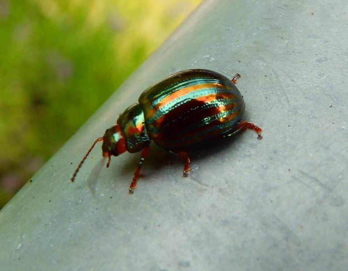 Rosemary Beetle- Chrysolina americana Sint Joris Weert, Belgium (July, 2013).<br />
Chrysolina americana can reach a length of 5&ndash;8 millimetres (0.20&ndash;0.31 in). They have a colourful elytra with metallic green and purple longitudinal stripes. The wings are quite short, so these beetles can not fly. This species feeds on various aromatic Lamiaceae, mainly on rosemary (Rosmarinus officinalis) (hence the common name), lavender (Lavandula) and thyme (Thymus).<br />
Habitat:<br />
Is native and common to eastern Europe and the Mediterranean sub-region.   Belgium,Chrysolina americana,Geotagged,Summer