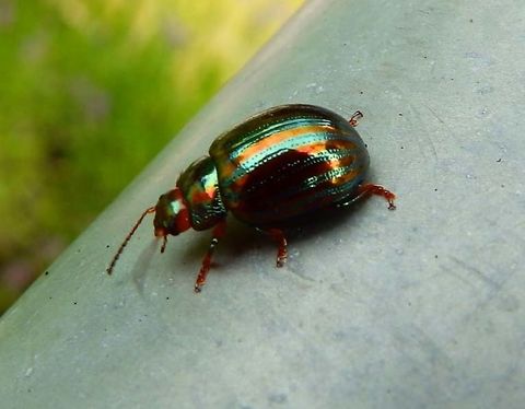 Rosemary Beetle- Chrysolina americana Sint Joris Weert, Belgium (July, 2013).
Chrysolina americana can reach a length of 5&ndash;8 millimetres (0.20&ndash;0.31 in). They have a colourful elytra with metallic green and purple longitudinal stripes. The wings are quite short, so these beetles can not fly. This species feeds on various aromatic Lamiaceae, mainly on rosemary (Rosmarinus officinalis) (hence the common name), lavender (Lavandula) and thyme (Thymus).
Habitat:
Is native and common to eastern Europe and the Mediterranean sub-region.   Belgium,Chrysolina americana,Geotagged,Summer