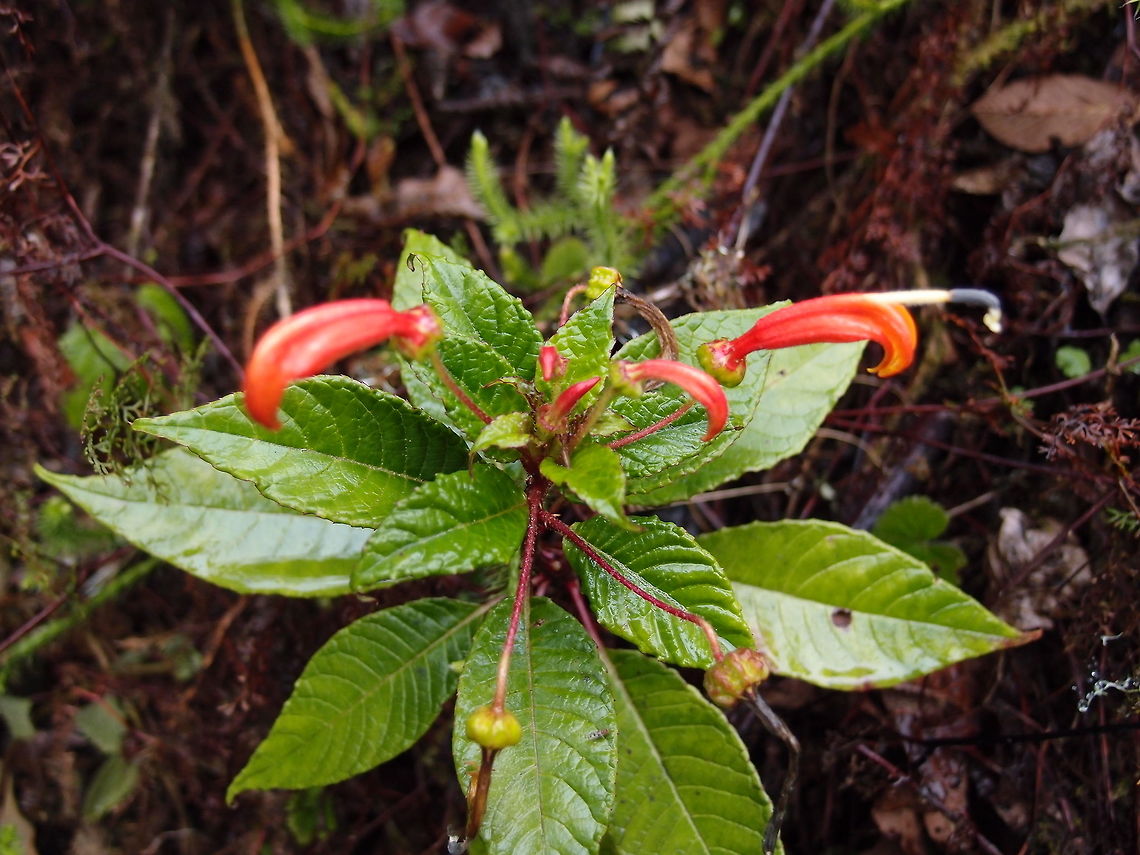 Centropogon plant San Gerardo De Dota, Costa Rica (April, 2014).<br />
Picture in support of previous spotting. Centropogon granulosus,Centropogon valerii,Costa Rica,Geotagged,Spring