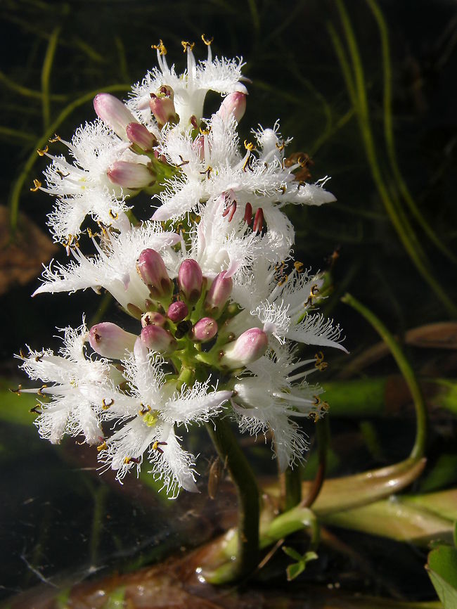 Bog Bean Next to pond, Heverlee, Belgium (May, 2012).<br />
Menyanthes trifoliata is characterized by a horizontal rhizome with alternate, trifoliate leaves. The inflorescence is an erect raceme of white flowers. It has applications in pharmacy and cosmetics. Belgium,Geotagged,Menyanthes,Menyanthes trifoliata,Spring