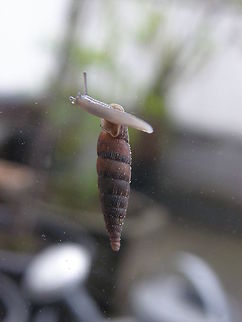 Two lipped door snail Sint Joris Weert, Belgium (April 2012).
One morning I found this tiny snail climbing up one of my kitche windows. it felt almost painful to see such a small thing carrying such a big long house! 
Two lipped door snail, is a species of air-breathing land snail, a terrestrial pulmonate gastropod mollusk in the family Clausiliidae. this snail has a clausilium. This spoon-shaped "door" is supported by, and slides in, a series of internal shell folds.
Habitat:
This species is known to occur in a number of European countries. Alinda biplicata,Belgium,Geotagged,Spring