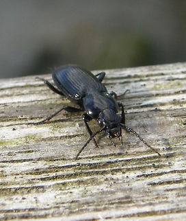 Ground Beetle This medium sized beetle is 10 to 14 millimeters long and has a black color with a slightly metallic sheen. The slender legs are more brown to dark red in color, the elytra have longitudinal grooves that consist of rows of small pits. The pronotum is slightly arched, has striking round sides and back is slightly narrowed, making the Nedria characteristic heart shape.
Habitat:
is a species of ground beetle native to Europe and the Near East.   Belgium,Geotagged,Nebria brevicollis,Spring