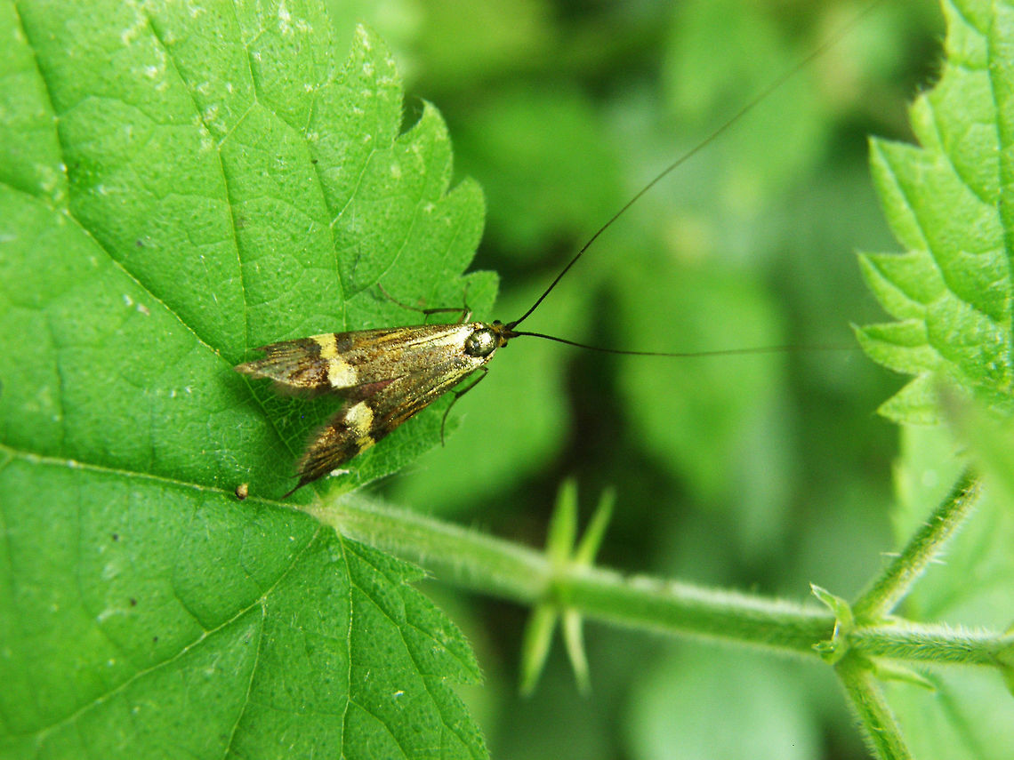Longhorn moth Zellik, Belgium (June 2012).<br />
s a diurnal lepidopteran from the moths family Adelidae (fairy longhorn moths). The wingspan of the moth ranges from 16 to 23 millimeters. The Longhorn Moth males have antennae ranging up to five times their body length, while the female has much shorter antennae.<br />
Habitat:<br />
<br />
The habitat of the moth is damp forests.The moth is fairly common in north west Europe.<br />
Notes:<br />
Found in the woods of the Droogveld area.  Belgium,Geotagged,Longhorn Moth,Nemophora degeerella,Spring