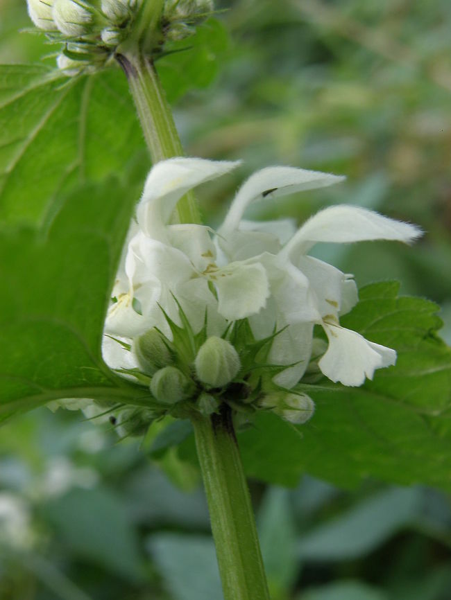 White Deadnettle Doode Bemde, Belgium (Nov 2011)<br />
20-50 cm. It is a herbaceous perennial plant with green, four-angled stems. It appears superficially similar to the Stinging nettle Urtica dioica but does not sting, hence the common name "dead nettle". The superficial likeness serves to deter rabbits and other herbivores from eating it. The flowers are white, produced in whorls ('verticillasters') on the upper part of the stem, the individual flowers 1.5-2.5 cm long.<br />
Habitat:<br />
Here they can be found in prairies, meadows, and woods. Belgium,Fall,Geotagged,Lamium album