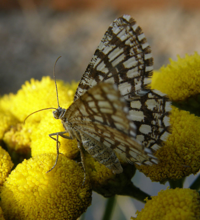 Latticed Heath Moth Sint Joris Weert, Belgium (2011).<br />
The wings are white or buff with a network of brown lines (hence its common name). These lines vary in thickness and sometimes the wings are almost entirely dark brown. One or two broods are produced each year and the adults can be seen at any time from May to September. This species flies during the day but also at night and is attracted to light.<br />
Habitat:<br />
Grasses. It is found throughout Europe, the Near East and North Africa.       Chiasmia clathrata,Chiasmia clathrata clathratalatticed heath