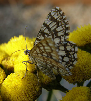 Latticed Heath Moth Sint Joris Weert, Belgium (2011).
The wings are white or buff with a network of brown lines (hence its common name). These lines vary in thickness and sometimes the wings are almost entirely dark brown. One or two broods are produced each year and the adults can be seen at any time from May to September. This species flies during the day but also at night and is attracted to light.
Habitat:
Grasses. It is found throughout Europe, the Near East and North Africa.       Chiasmia clathrata,Chiasmia clathrata clathratalatticed heath