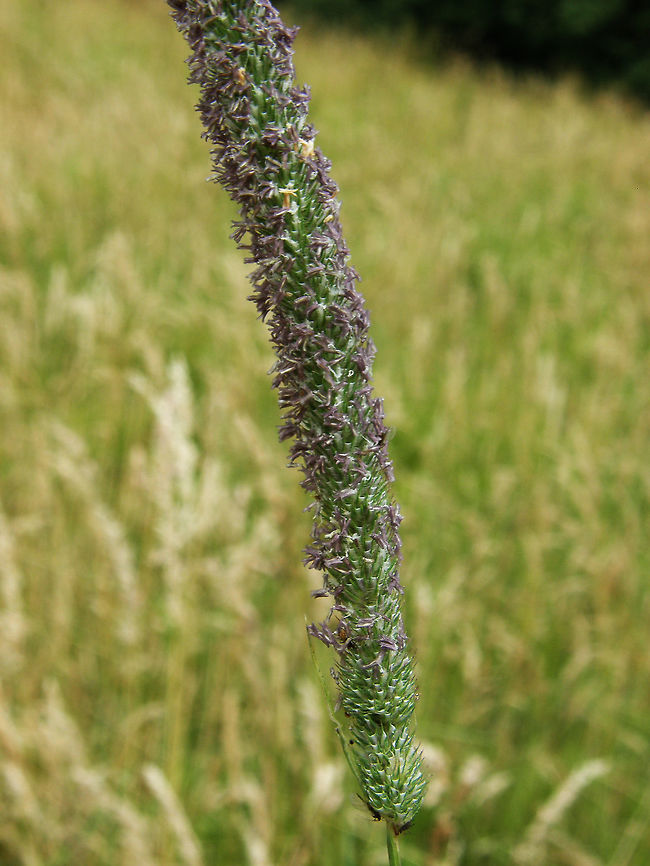 Meadow Foxtail Prairies near Herent, Belgium (July, 2012).<br />
Perennial grass. It flowers from April until June. It can grow to a height of about 110 cm. The stem is erect at the base. The leaves are about 5 mm wide and hairless. Meadow Foxtail has a cylindrical inflorescence.<br />
Habitat:<br />
It is native to Europe and Asia.This common plant is found on grasslands, especially on neutral soils. It is found on moist, fertile soils, but avoids waterlogged, light or dry soils.         Alopecurus pratensis,Belgium,Geotagged,Summer