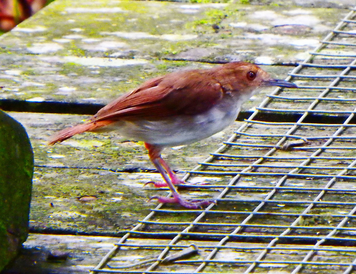 Ferrugineus Babbler Sepilok, Sabah (Sep, 2015).<br />
<a href="http://www.birdlife.org/datazone/speciesfactsheet.php?id=7835" rel="nofollow">http://www.birdlife.org/datazone/speciesfactsheet.php?id=7835</a> Fall,Ferruginous babbler,Geotagged,Malaysia,Trichastoma bicolor