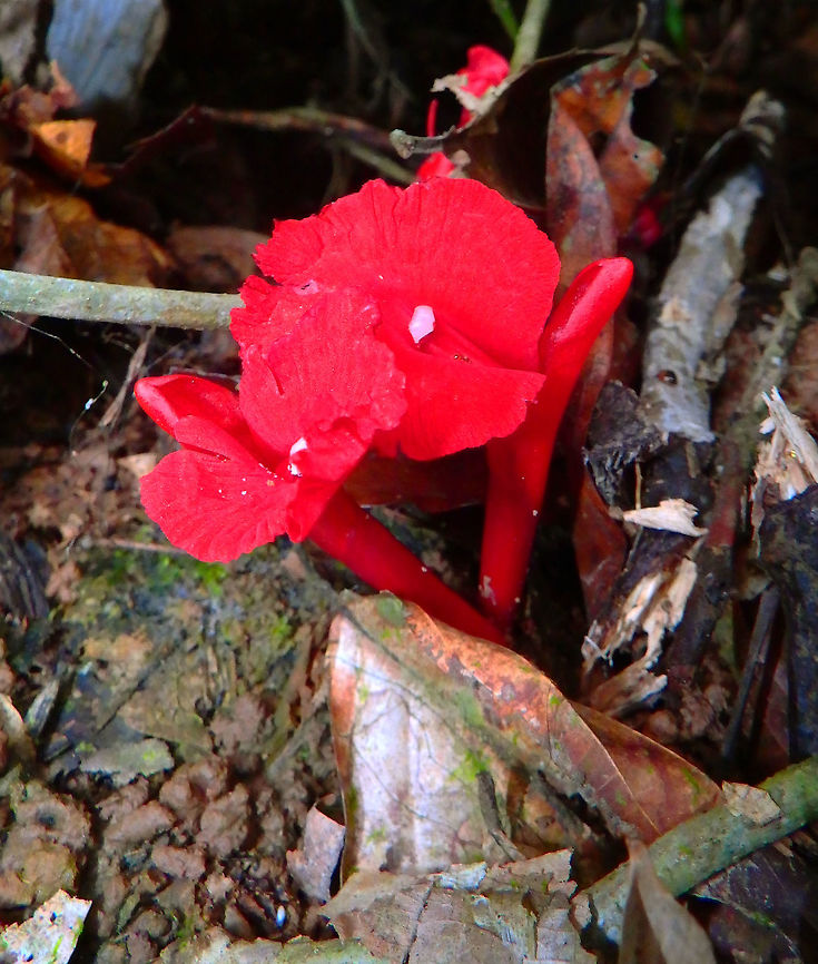 Etlingera brevilabrum Sepilok, Sabah (Sep, 2015).<br />
<a href="http://phylodiversity.net/bb07/students/megan/species12.html" rel="nofollow">http://phylodiversity.net/bb07/students/megan/species12.html</a> Etlingera brevilabrum,Fall,Geotagged,Malaysia