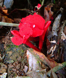 Etlingera brevilabrum Sepilok, Sabah (Sep, 2015).
http://phylodiversity.net/bb07/students/megan/species12.html Etlingera brevilabrum,Fall,Geotagged,Malaysia