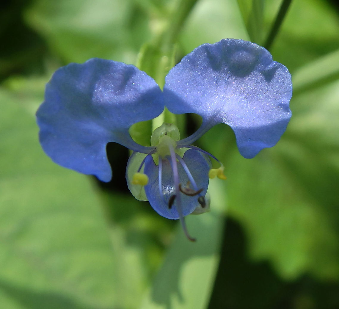 Climbing Dayflower - Commelina diffusa Tabin, Sabah (Sep, 2015).<br />
<a href="https://en.wikipedia.org/wiki/Commelina_diffusa" rel="nofollow">https://en.wikipedia.org/wiki/Commelina_diffusa</a> Commelina diffusa,Geotagged,Malaysia,Summer