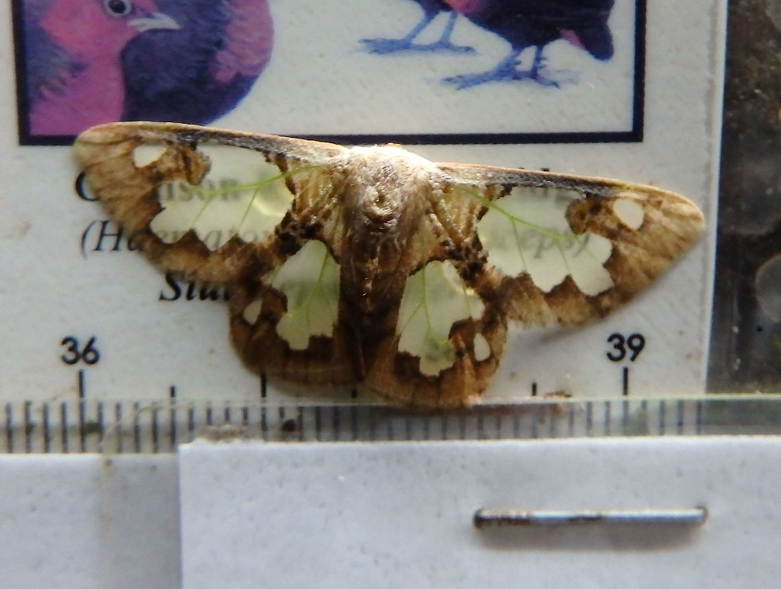Transparent Lymantriid Moth Tabin, Sabah (Sep, 2015).<br />
http://www.jpmoth.org/~dmoth/Digital_Moths_of_Asia/90_NOCTUOIDEA/02_EREBIDAE/01_LYMANTRIINAE/35_Carriola/Carriola ecnomoda/Carriola ecnomoda.htm Carriola ecnomoda,Geotagged,Malaysia,Summer