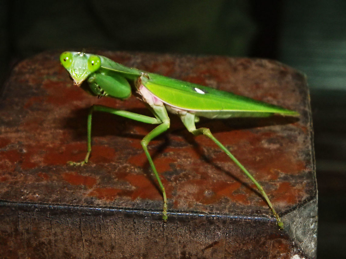 Malaysian Shield Mantis Tabin, Sabah (Sep, 2015).<br />
<a href="https://www.jungledragon.com/image/43401" rel="nofollow">https://www.jungledragon.com/image/43401</a><br />
<a href="https://en.wikipedia.org/wiki/Rhombodera_basalis" rel="nofollow">https://en.wikipedia.org/wiki/Rhombodera_basalis</a> Geotagged,Malaysia,Rhombodera basalis,Summer