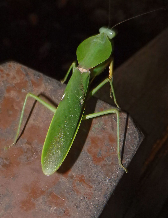 Malaysian Shield Mantis -Top view Top view of the same mantis seen In Tabin.       Geotagged,Malaysia,Rhombodera basalis,Summer