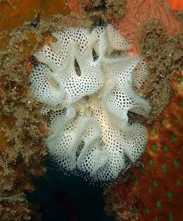 Moss Animal/Lacy Bryozoan Dauin, Philippines (Oct, 2012).
Bryozoan or Moss animals are a phylum of aquatic invertebrate animals. Typically about 0.5 millimetres (0.020 in) long, they are filter feeders that sieve food particles out of the water using a retractable lophophore, a "crown" of tentacles lined with cilia. Most marine species live in tropical waters. The colonies of many genera grow in an upright, reticulate branching manner, which gave rise to one colloquial name for this group as 'lace corals'. Zooids generally open on one side of the branches.
https://en.wikipedia.org/wiki/Bryozoa
 http://www.poppe-images.com/?t=17&photoid=962314        Fall,Geotagged,Philippines,Triphyllozoon inornatum