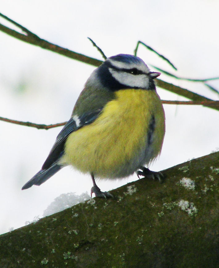 Eurasian Blue Tit Heverlee (Belgium). In a snowy day of winter.<br />
A small passerine bird in the tit family Paridae, easily recognisable by its blue and yellow plumage. Common sight in Belgium.<br />
Habitat:<br />
Usually resident and non-migratory birds, are widespread and a common resident breeder throughout temperate and subarctic Europe and western Asia in deciduous or mixed woodlands with a high proportion of oak. Belgium,Cyanistes caeruleus,Eurasian blue tit,Geotagged,Winter