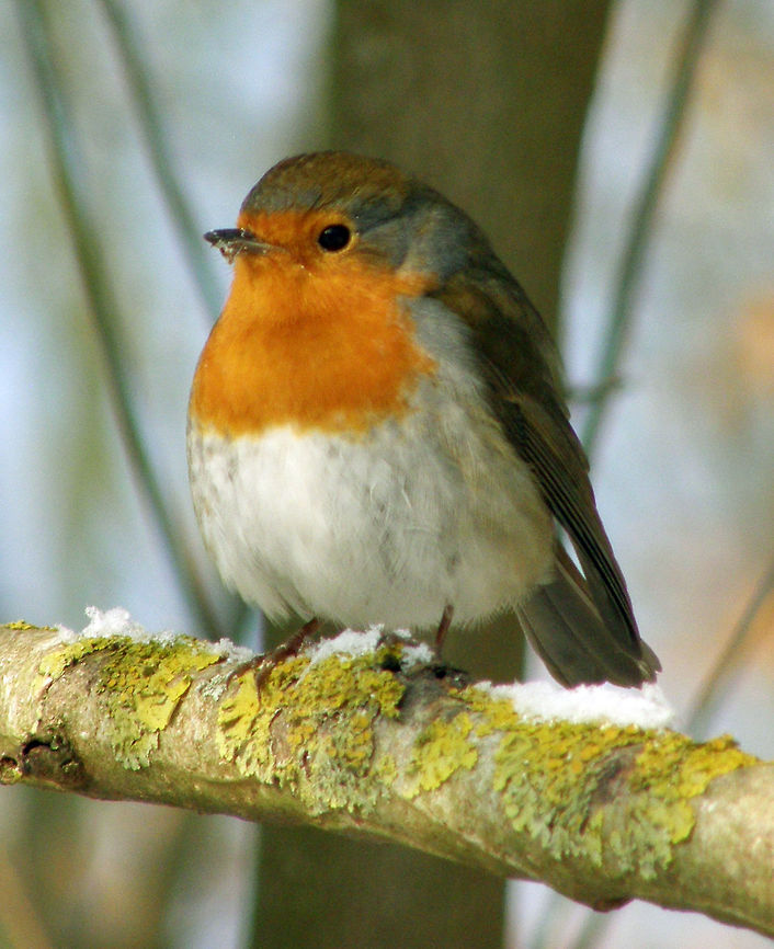 European Robin Heverlee, Belgium (2012).<br />
Also in a snowy day in the middle ofthe winter. Belgium,Erithacus rubecula,European Robin,Geotagged,Winter