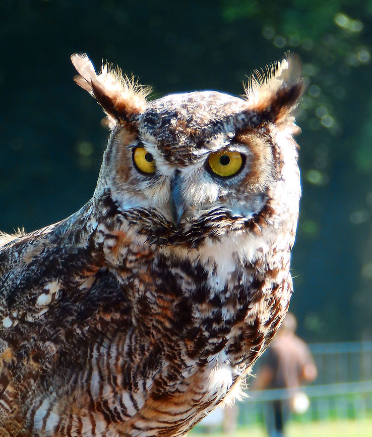 Great Horned Owl (captive) Ooidonk, Belgium. Part of the "crew" in a raptor flying exhibit.<br />
The great horned owl is smaller than it Eurasian relative, the Eurasian eagle-owl (Bubo bubo). It occupies similar habitats in America, as well as sharing similar prey and nesting habits, as a diurnal ecological equivalent.<br />
<br />
<br />
 Belgium,Bubo virginianus,Geotagged,Great Horned Owl,Summer