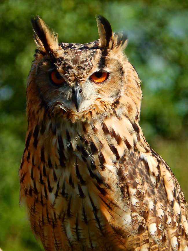 Eurasian Eagle Owl (captive) Ooidonk, Belgium. Part of the "crew" in a raptor flying exhibit.<br />
The Eurasian eagle-owl (Bubo bubo) is a species of eagle-owl that resides in much of Eurasia. It is one of the largest species of owl, and females can grow to a total length of 75 cm (30 in), with a wingspan of 188 cm (6 ft 2 in), males being slightly smaller. This bird has distinctive ear tufts, with upper parts that are mottled with darker blackish colouring and tawny and the wings and tail are barred. The underparts are a variably hued buff, streaked with darker colour. The facial disc is poorly developed and the orange eyes are distinctive. Belgium,Bubo bubo,Eurasian eagle-owl,Geotagged,Summer