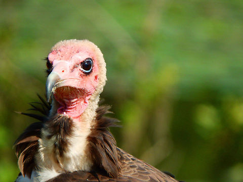 Hooded vulture  (captive) Ooidonk, Belgium, as part of a raptor flying exhibit.
It breeds in a stick nest in trees (often palms) in much of Africa south of the Sahara, laying one egg. Birds may form loose colonies. The population is mostly resident. This is one of the smaller vultures of the Old World.     Belgium,Geotagged,Hooded Vulture,Necrosyrtes monachus,Summer