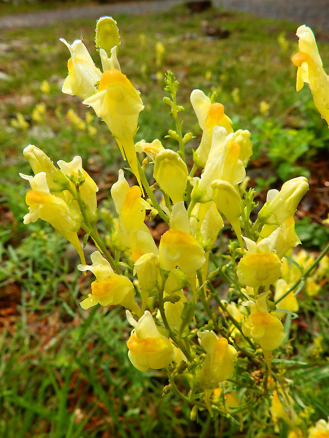 Linaria Han sur Lesse, Belgium.<br />
Often seen here in the summer.       Belgium,Butter-and-eggs,Geotagged,Linaria vulgaris,Summer