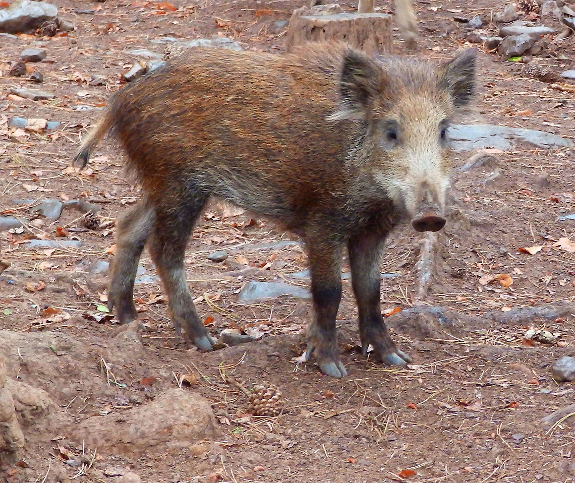 Wild Boar Juvenile Han-Sur-Lesse, Belgium (2015). There is a large group of free roaming boars of all ages and sizes in this biological reserve. Fences separate the people trails from the animals in the woods. Boars can also be found in woodlands of the Wallonie and Louxembourg out of reserves. Let&acute;s say is an animal found in this land naturally. Belgium,Geotagged,Razorback,Summer,Sus scrofa