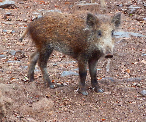 Wild Boar Juvenile Han-Sur-Lesse, Belgium (2015). There is a large group of free roaming boars of all ages and sizes in this biological reserve. Fences separate the people trails from the animals in the woods. Boars can also be found in woodlands of the Wallonie and Louxembourg out of reserves. Let´s say is an animal found in this land naturally. Belgium,Geotagged,Razorback,Summer,Sus scrofa