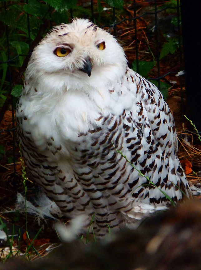 Snowy Owl Han-Sur-Lesse Biological Reserve (2015).<br />
This is one of a couple that own a decent amount of land in the woods of this place. During the day they were at the floor, very sleepy. Most often you may see these in the wild in Northern countries of Europe, Scandinavian.     Bubo scandiacus,Snowy Owl