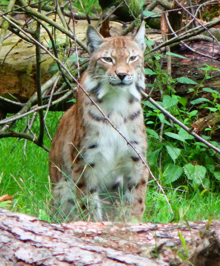 Eurasian Lynx Han-Sur-Lesse Biological Reserve, Belgium (2015).<br />
My best chnace for the moment to see a lynx. These also own a large piece of territory in the reserve and they were at quite a distance from the observation posts. Luckily I spotted this one which was just waking up from a nap.         Belgium,Eurasian lynx,Geotagged,Lynx lynx,Summer