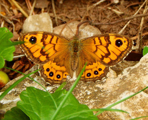 Wall Brown Han-Sur-Lesse, Belgium (2015).
We found this one fluttering around the woods of the biological reserve.  
According to the pics in this link, it seems that it can be female.
http://www.biolib.cz/en/taxon/id51644/       Belgium,Geotagged,Lasiommata megera,Summer,Wall Brown