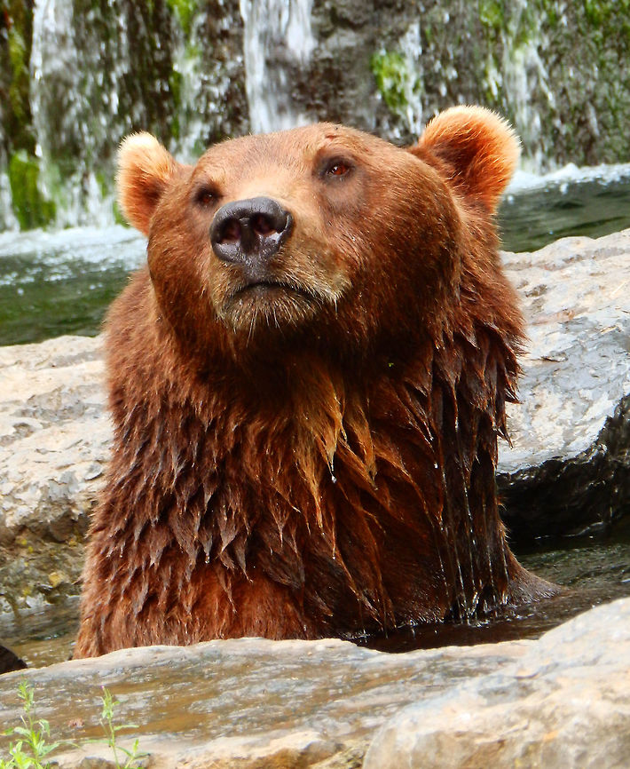 Brown Bear (captive) Han-Sur-Lesse Biological reserve, Belgium (2015). Compared to other animals in this reserve the bear has a smaller piece of land and I guess that this is -sad to say- to increase the chances of exhibit. But I think he is quite happy because he has a female partner and they have a pond and waterfall which a you say they enjoy gladly.<br />
Is not that I am often into showing captive animals but I think is worth to include some close ups of some of these otherwise rare to see beauties, in JD. I hope one day to see them in the wild too. In Spain there is bears in the mountains but they are a rare sight. I think the best chance may be in Finland. Belgium,Brown bear,Geotagged,Summer,Ursus arctos