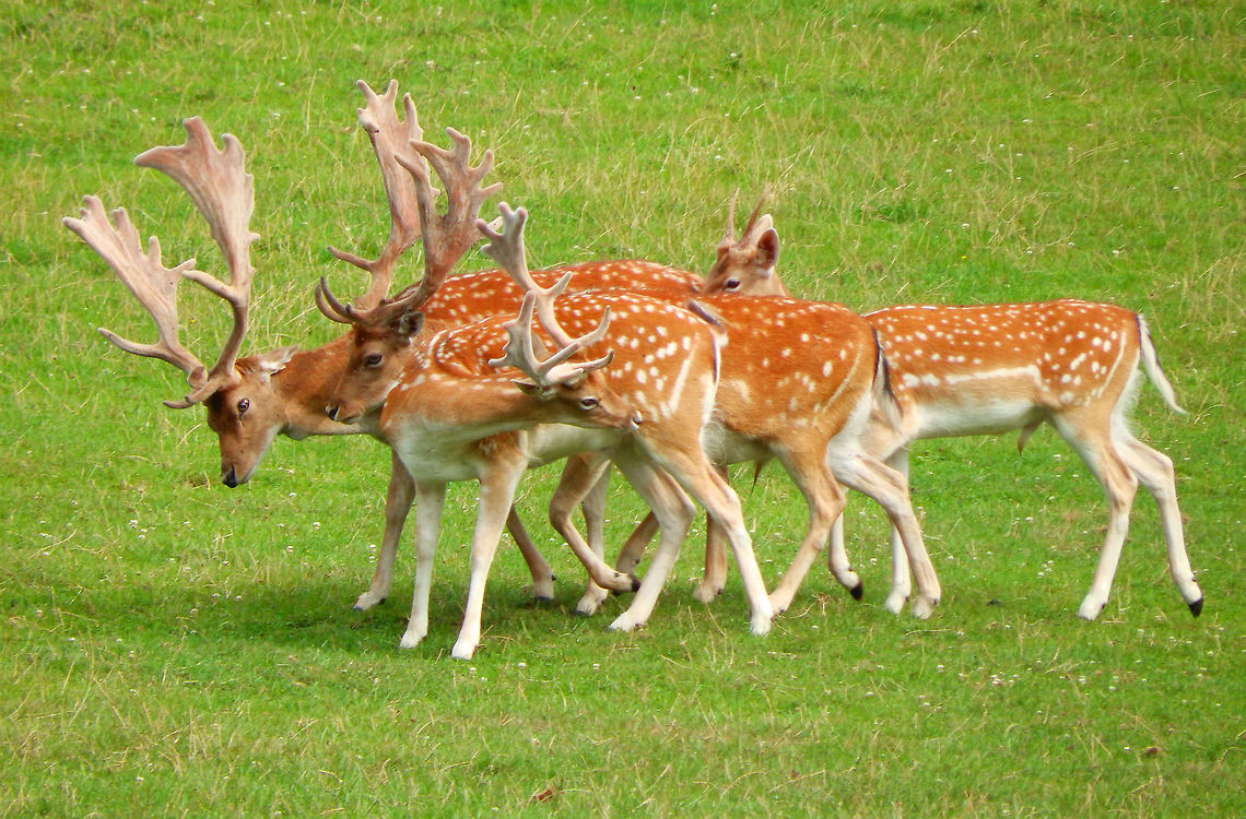 Fallow Deer Han-Sur-Lesse, Belgium (2015).<br />
A group of young bucks walking in very tight formation.This species is native to western Eurasia.    <br />
     Belgium,Dama dama,Fallow Deer,Geotagged,Summer