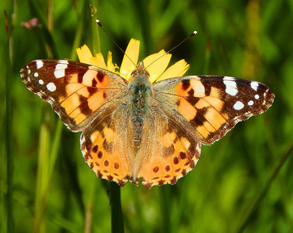 Painted Lady In Silsombos, June (2015).<br />
         Belgium,Geotagged,Painted Lady,Spring,Vanessa cardui