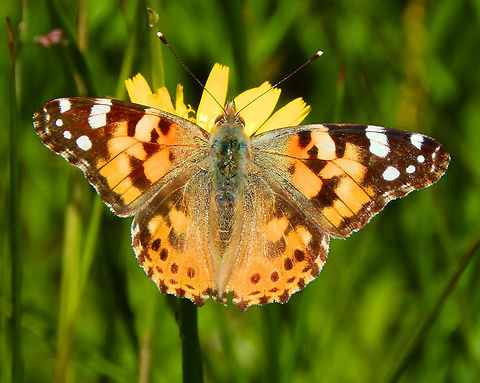 Painted Lady In Silsombos, June (2015).
         Belgium,Geotagged,Painted Lady,Spring,Vanessa cardui