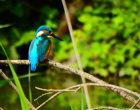 Common Kingfisher Lake near Korbeek-Dijle, Belgium. Seen this summer. Ijsvogel in Dutch. They are here in the lakes but is the first time we could actually make pics of one close enough. Alcedo atthis,Belgium,Common Kingfisher,Geotagged,Summer