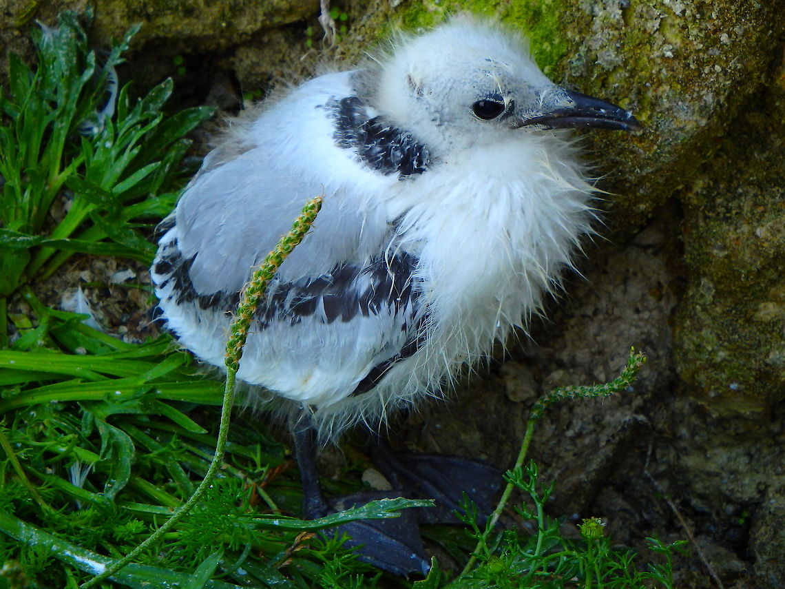 Black-Legged Kittiwake (baby) Blanc-Nez, France (July, 2016).<br />
These seagulls nest in the cliffs and a few babies fall of the narrow nests. This poor one was on the floor next to the wall with nests. I am not sure if they can survive like this but I hope the mother still feeds him.<br />
Other juveniles were bathing at pools of fresh water that falls of crevices inside the cliff. Black-legged kittiwake,France,Geotagged,Rissa tridactyla,Summer