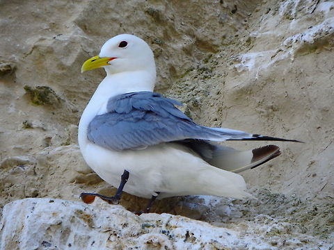 Black-Legged Kittiwake (adult) Blanc-Nez, France (July, 2016).
One adult in the wall. As you can see the perching places are very narrow so no wonder how some babies unfortunately fall of their nests. Black-legged kittiwake,France,Geotagged,Rissa tridactyla,Summer